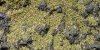 image: Martian Microbes?