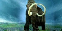 image: Mammoth Proteome Described