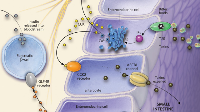 Taste in the Mouth, Gut, and Airways image: Taste in the Mouth, Gut, and Airways