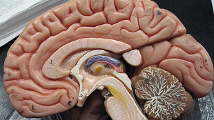 Brain Evolution at a Distance image: Brain Evolution at a Distance