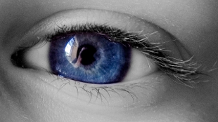 An Eye for Stem Cells image: An Eye for Stem Cells