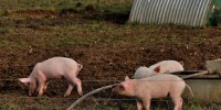image: Resistance Outlasts Antibiotics