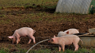 Resistance Outlasts Antibiotics image: Resistance Outlasts Antibiotics