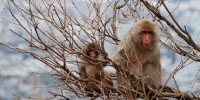 image: Monkeys Track Radiation