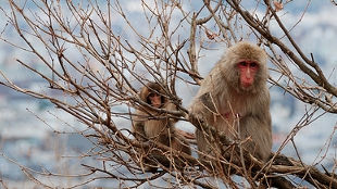 Monkeys Track Radiation image: Monkeys Track Radiation
