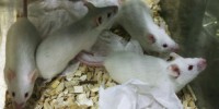 image: Binge-drinking Mice