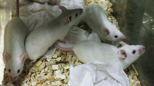 Binge-drinking Mice image: Binge-drinking Mice