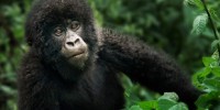 image: Rare Gorilla Encounter