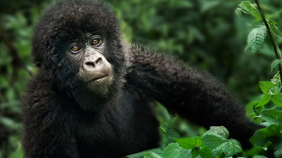 Rare Gorilla Encounter image: Rare Gorilla Encounter