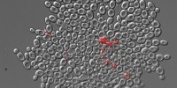 A yeast cluster with dead cells stained red with propidium iodide