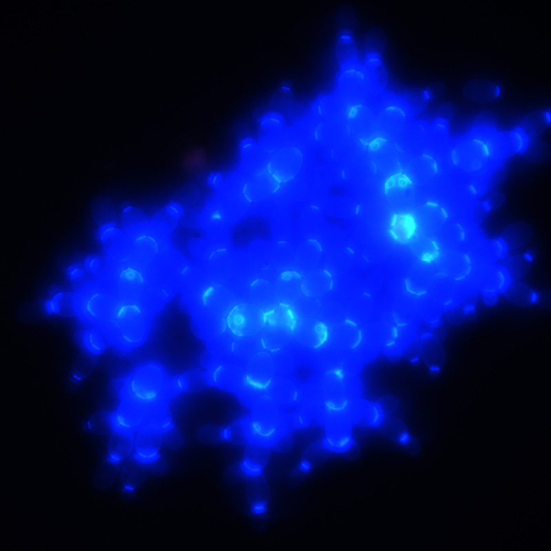 A yeast cluster with the cell walls stained with the blue dye calcofluor.