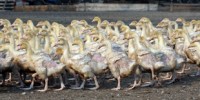 image: H5N1 Researcher Speaks Out