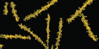 image: Prion Protectors