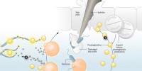 image: Inflammation, Pain, and Resolvins