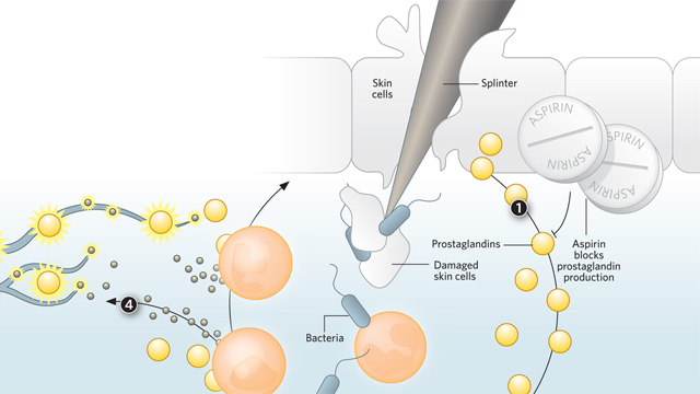 Inflammation, Pain, and Resolvins image: Inflammation, Pain, and Resolvins