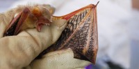 image: Bat Hunt