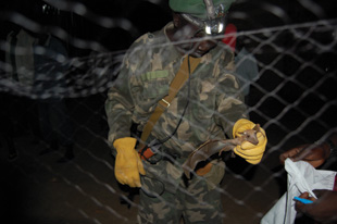 Wildlife officer Wurube Alison retrieving bats from a net in South Sudan