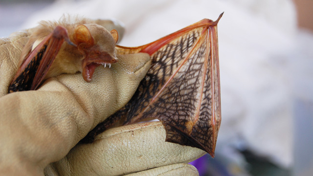 A variegated butterfly bat (Glauconycteris variegata), one of the many bats captured by bat mammalogist DeeAnn Reeder during her most recent trip to South Sudan in the fall of 2011. Courtesy of DeeAnn Reeder