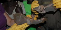 Reeder was surprised to trap many female epauletted fruit bats crad­­ling their young. Here she discusses her finding with curious local villagers.Courtesy of DeeAnn Reeder