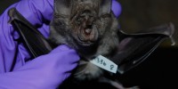 A leaf-nosed bat. 