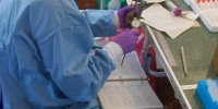 Reeder wears personal protective equipment while dissecting a flying fox—a type of bat known to carry deadly viruses such as Ebola and Marburg.Courtesy of DeeAnn Reeder