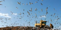 image: Hallowed Landfill