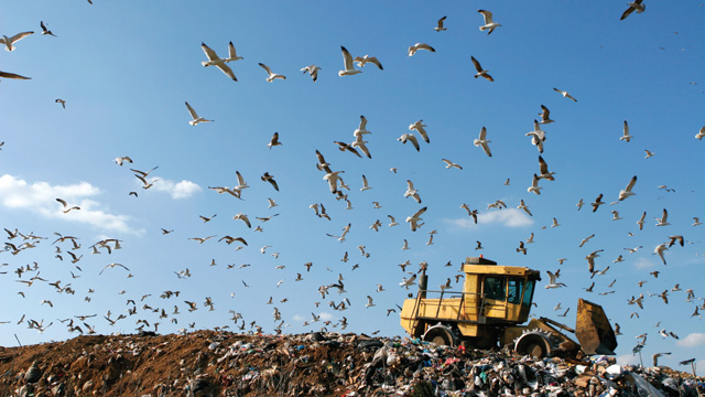 Hallowed Landfill image: Hallowed Landfill