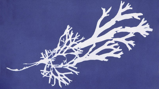 Cyanotype of Fucus ceranoides from Anna Atkins' Photographs of British Algae: Cyanotype Impressions, Part II New York Public Library