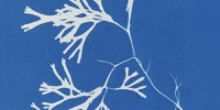 image: Botanical Blueprints, circa 1843
