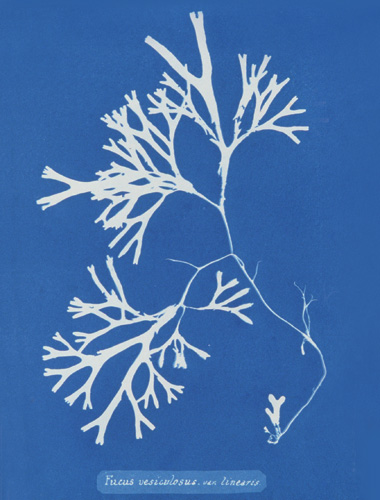 Botanical Blueprints, circa 1843 image: Botanical Blueprints, circa 1843