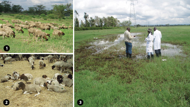 THE FIRST SIGNS: The spread of Rift Valley fever is intimately tied to the management of livestock. The flock of sheep (1), initially photographed in early fall 2006 in Kenya, for example, was left to graze openly and ventured into the flooded wetlands, or dambos, where the sheep were bitten by mosquitoes carrying Rift Valley fever virus. When the same flock was photographed again in March 2007 (2), 80 to 90 percent of the sheep had died of the disease. Scientists catch mosquitoes from a dambo in Kenya in October 2006 (3) to test for the presence of Rift Valley fever virus.