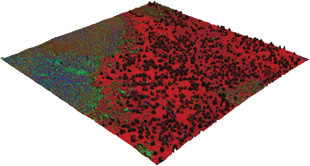 THE VIEW FROM ABOVE: This 3-D image recreates a 1-square-kilometer area of Kipuka Alala at a 2-meter pixel resolution. Red corresponds to a region of bare volcanic rock speckled with very tall, mostly leafless trees; blue shows nonphotosynthetic vegetation; and green shows the area covered by photosynthetic vegetation. Light Detection and Ranging (LiDAR) measurements revealed that 88 percent of the “green” detected by both MODIS and airborne spectroscopy was actually coming from structures less than a meter in height. (Mamane trees grow to a height of 12 meters or more.)