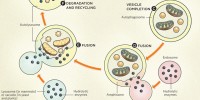 image: How Autophagy Works