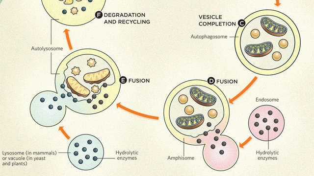 How Autophagy Works image: How Autophagy Works