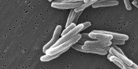 image: Killer TB Hits India