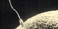 image: Ovulation Induced by a Nerve Growth Factor