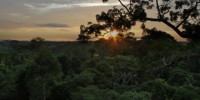 image: Saving the Amazon Rainforest
