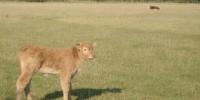 image: New Herd Virus Haunts Europe