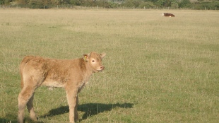 New Herd Virus Haunts Europe image: New Herd Virus Haunts Europe