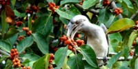 image: Budget Cuts Shutter Biodiversity Program