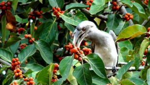 Budget Cuts Shutter Biodiversity Program image: Budget Cuts Shutter Biodiversity Program