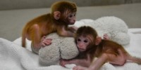 image: World’s First Chimeric Monkeys