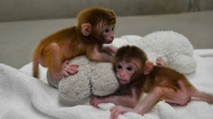 World’s First Chimeric Monkeys image: World’s First Chimeric Monkeys