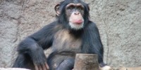 image: Chimp Viruses for Human Vaccines