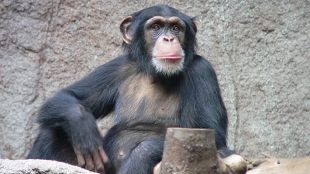 Chimp Viruses for Human Vaccines image: Chimp Viruses for Human Vaccines