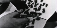 image: Marooned Chromosomes Cause Cancer?