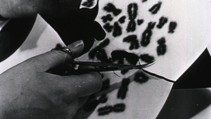 Marooned Chromosomes Cause Cancer? image: Marooned Chromosomes Cause Cancer?