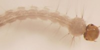image: Dengue-resistance Spreads in Mosquitoes