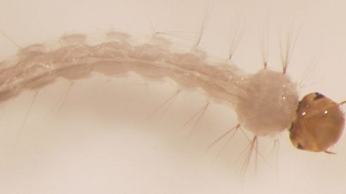 Dengue-resistance Spreads in Mosquitoes image: Dengue-resistance Spreads in Mosquitoes