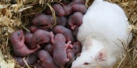 image: Bigger Rodent Cages Suggested 